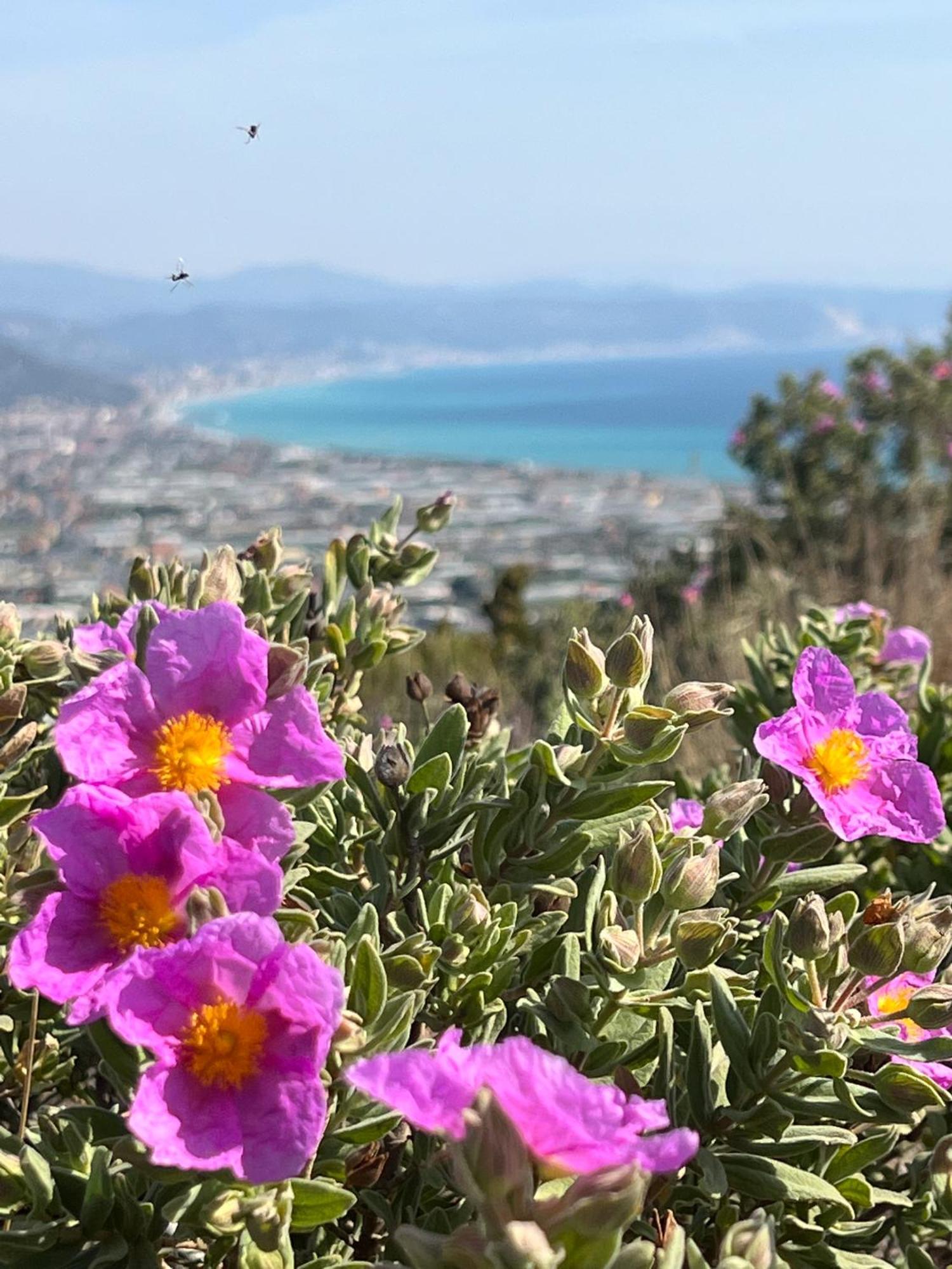 Ines Rivieraholiday Альбенга Экстерьер фото